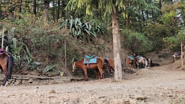 Manali, Himachal Pradesh, India 04 10 2025: so many horses are having food in phlegm in Kasmir, India    

