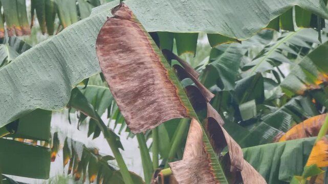 A cinematic close-up of raindrops gently falling on a vibrant green banana leaf during a tropical rain. The soft sound of rainfall and the glistening water droplets create a peaceful and moody