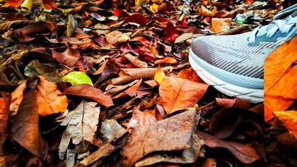 The tip of a shoe with dried leaves on the ground in the background that have begun to dry and fall...