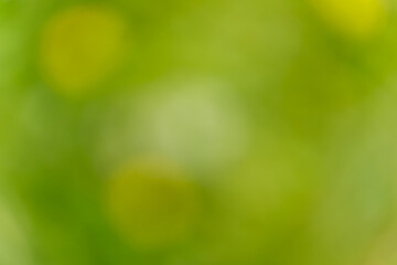 やわらかな緑のボケが美しい抽象的な背景