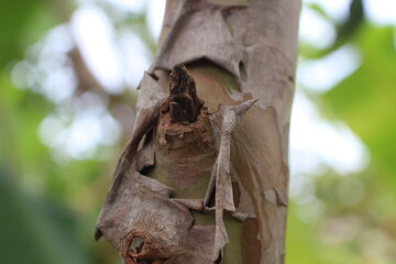 lizard on a tree