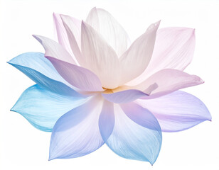 Flowing Pastel Flower Nature Digital Art White Background Close-up Soft Hues