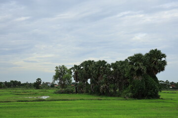 Scenic view of a lush green rice paddy field with a small grove of tropical trees under an overcast sky. IMG_0506.JPG