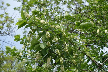 First flowers and buds of Prunus virginiana in mid May