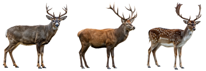 three deer collection, a sika deer, red deer, and fallow deer standing  in side view