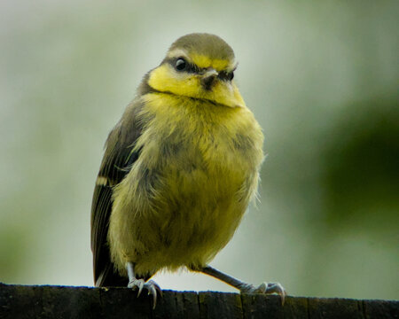 Close-up of a juvenile blue tit perched on a wooden fence, facing forward with fluffed yellow feathers and a soft greenish background. Captured in natural light, the bird appears curious and alert.