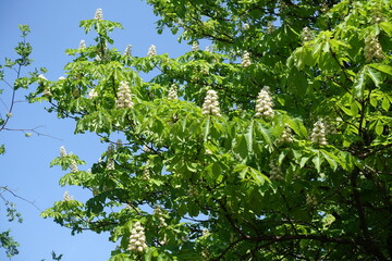 Cloudless blue sky and flowers of horse chestnut tree in mid May