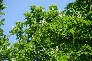 Unclouded blue sky and flowers of horse chestnut tree in mid May