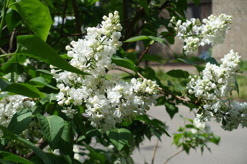 Close shot of white double flowered lilac in mid May