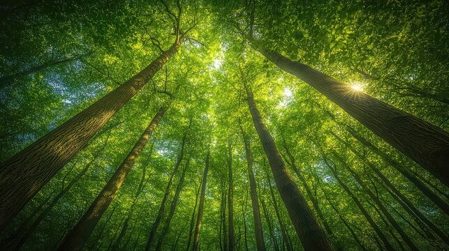 Towering green trees and diverse plant life flourish in thriving forests showing importance of biodiversity sustainability and environmental conservation through rich ecosystems