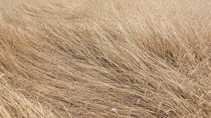 Łany zboża leżące na ziemi po obfitej ulewie