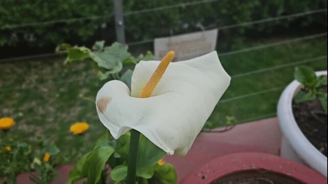 Manali, Himachal Pradesh, India 04 10 2025: closeup view of Arum lily plant with big white flower in the hotel 

