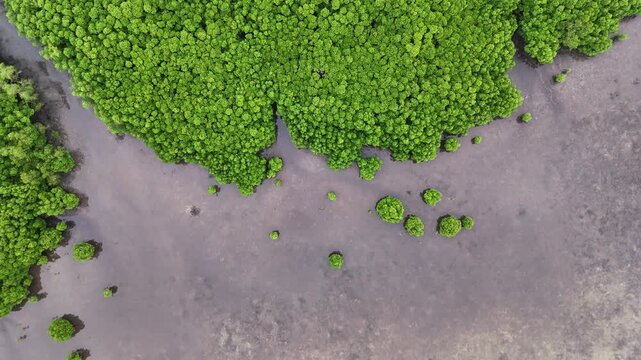 Epic cinematic aerial drone shot of lush green tropical forests and sandy beaches in Palau. Downward angle.