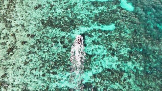 Epic aerial clip showcasing in motion the vivid aqua ocean and green-covered terrain of Palau. Downward angle revealing shot of boat in the lagoon.