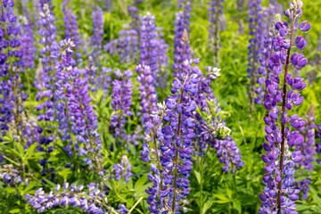 Obraz premium Purple lupines flourish in a sunlit field during spring, creating a lively display of color and texture in the landscape
