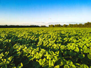 Field of green sunflowers under clear blue sky with forest on horizon. Light landscape at sunset.