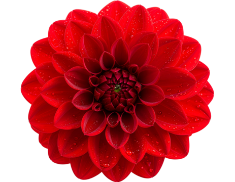Macro Shot of Single Red Flower with Dew Drops, Centered on White Background