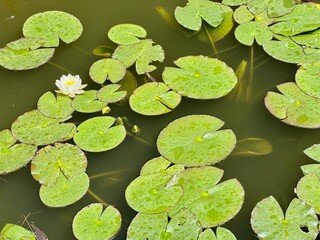 water lilies or lotus in the pond