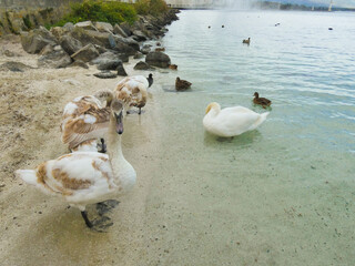 Group of ducks on a sandbank facing the clear waters of Lake Geneva in Geneva, Switzerland
