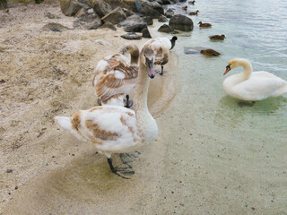 A group of ducks on the sand facing a swan swimming peacefully in the clear waters of Lake Geneva in Geneva, Switzerland