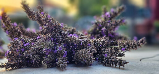 A bunch of lavender on a blurred background in the heart of the Ligurian Maritime Alps mountains