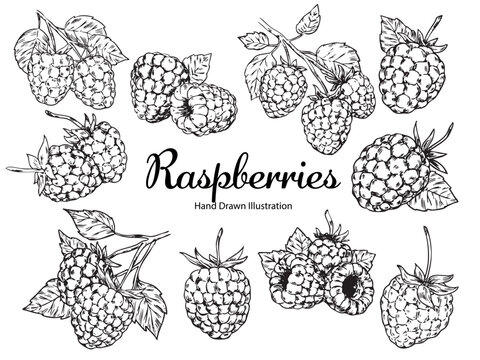 Set of hand drawn raspberries outline drawing food illustration