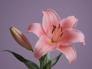 Fototapeta premium Pink Asiatic Lily Flower with Bud Close up Soft Pastel Color Background