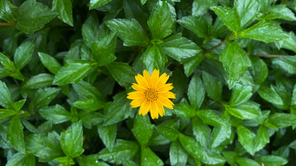Bright Yellow Wedelia Flower with Green Foliage