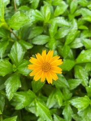 Close-Up of Wedelia Flower and Green Foliage