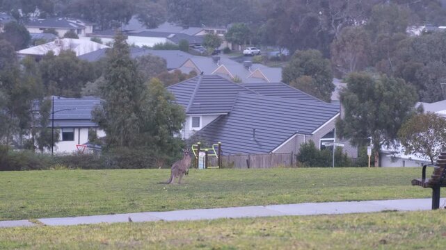 A wild kangaroo hops across a quiet suburban park surrounded by modern homes in Doreen, Melbourne, Australia. Community coexist of urban living and native wildlife.