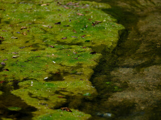 mossy lake in the forest