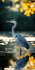 Naklejka premium A large bird with a long neck is standing in a body of water. The bird is surrounded by ripples in the water, and the reflection of the bird can be seen in the water