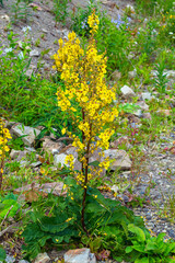Verbascum flowering bush in the mountains