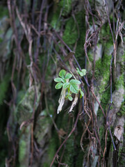 Green leaves on the tree in the forest. Shallow depth of field.