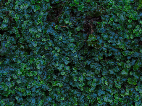 green Pellia epiphylla in the forest - background