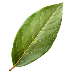 Obraz premium Bay Leaf Isolated on White Background