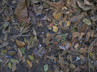 Dry leaves on the ground in the forest. Natural background.