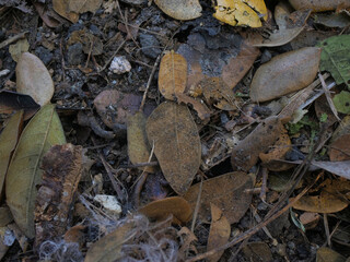 Dry leaves on the ground in the forest. Natural background.