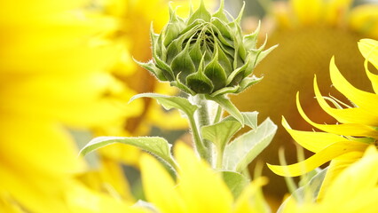 Nierozwinięty kwiat słonecznika © tomo81