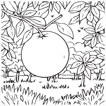oranges still on the tree, along with their leaves vecor line art