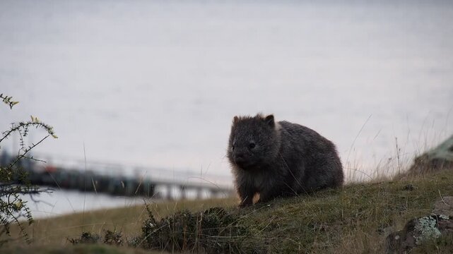 a wombat in Tasmania Australia