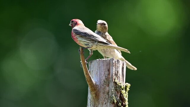 Purple Finches perched on a Cedar post, slow motion