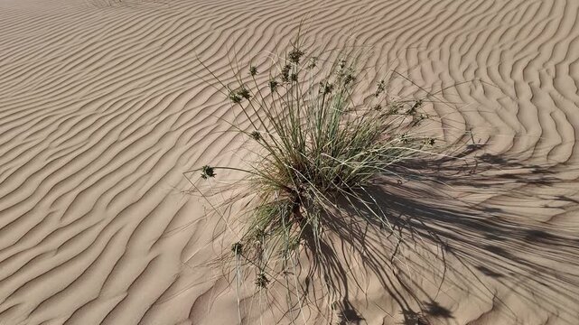 UAE desert in the morning with shrubs on the sand dunes