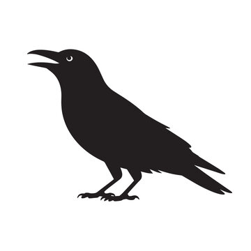 Black Crow or Raven Silhouette Crawing or Standing - Intelligent Bird Vector Illustration for Nature, Gothic, and Halloween Designs

