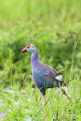Western swamphen or Purple Moorhen or Porphyrio porphyrio bird closeup shot