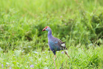 Western swamphen or Purple Moorhen or Porphyrio porphyrio bird closeup shot