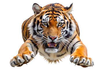 Obraz premium A powerful tiger with intense eyes and open mouth is captured midpounce with its front paws extended forward isolated on transparent background