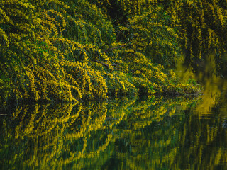 beautiful trees and their reflections by the river