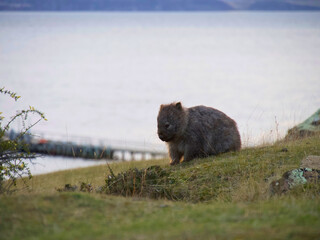 a wombat in Tasmania Australia