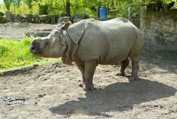 Naklejka premium Poland, Warsaw, Ratuszowa 1/3, Warsaw Zoological Garden (Warsaw Zoo), Indian rhinoceros